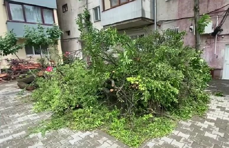 Copac prăbuşit peste două copile care se jucau în spatele blocului, într-un cartier din Timişoara