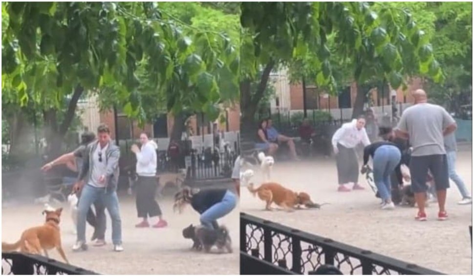 Mai mulți câini și un șobolan au creat haos într-un parc din New York. Clipul a devenit viral