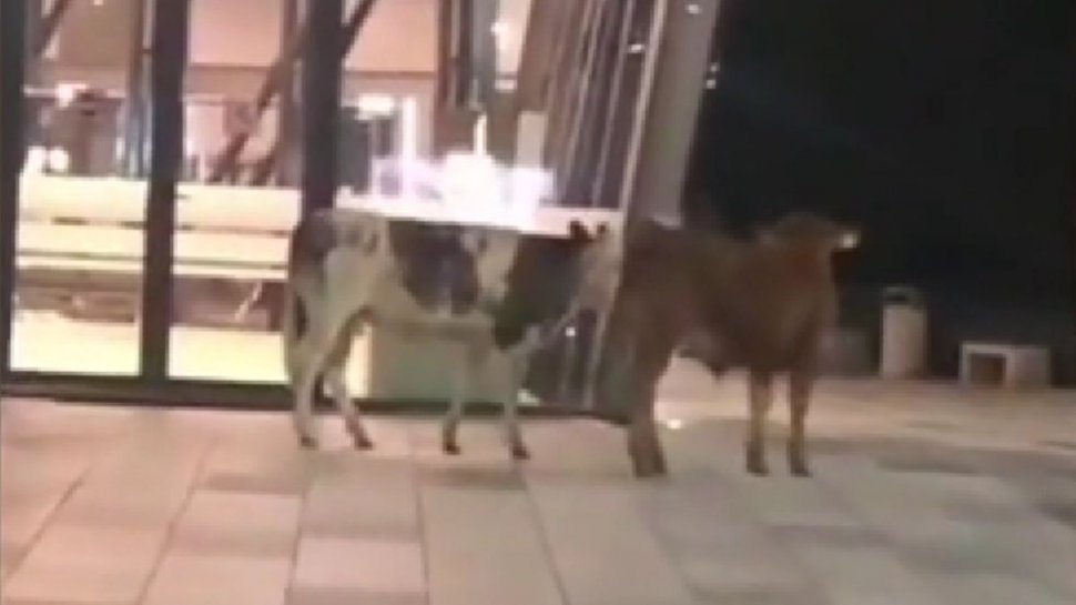 Două vaci surprinse în fața terminalului sosiri internaționale din Timișoara