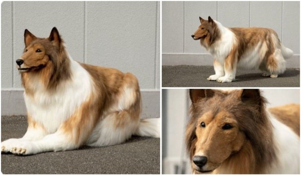 Un japonez a cheltuit aproape 15.000 de euro pentru a arăta ca un câine. Rezultatul a fost spectaculos