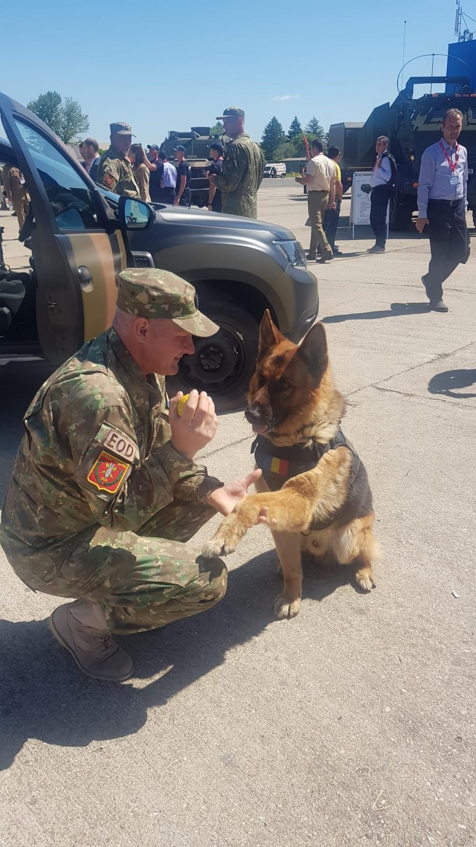 A murit Dino, ciobănescul german al MApN: "Vă mulțumim pentru că l-ați iubit" 770951