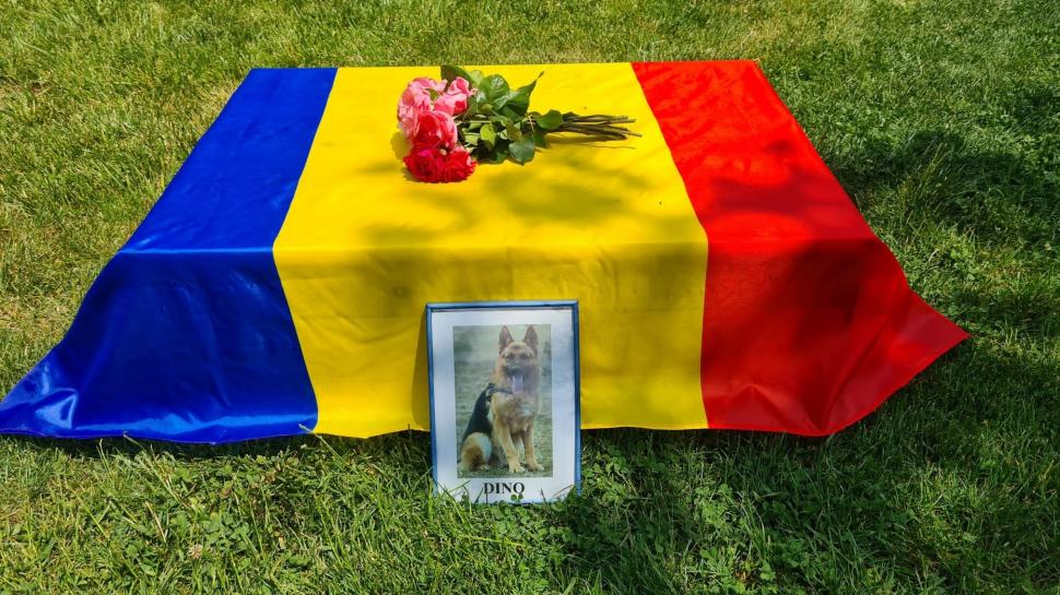 A murit Dino, ciobănescul german al MApN: "Vă mulțumim pentru că l-ați iubit" 770952