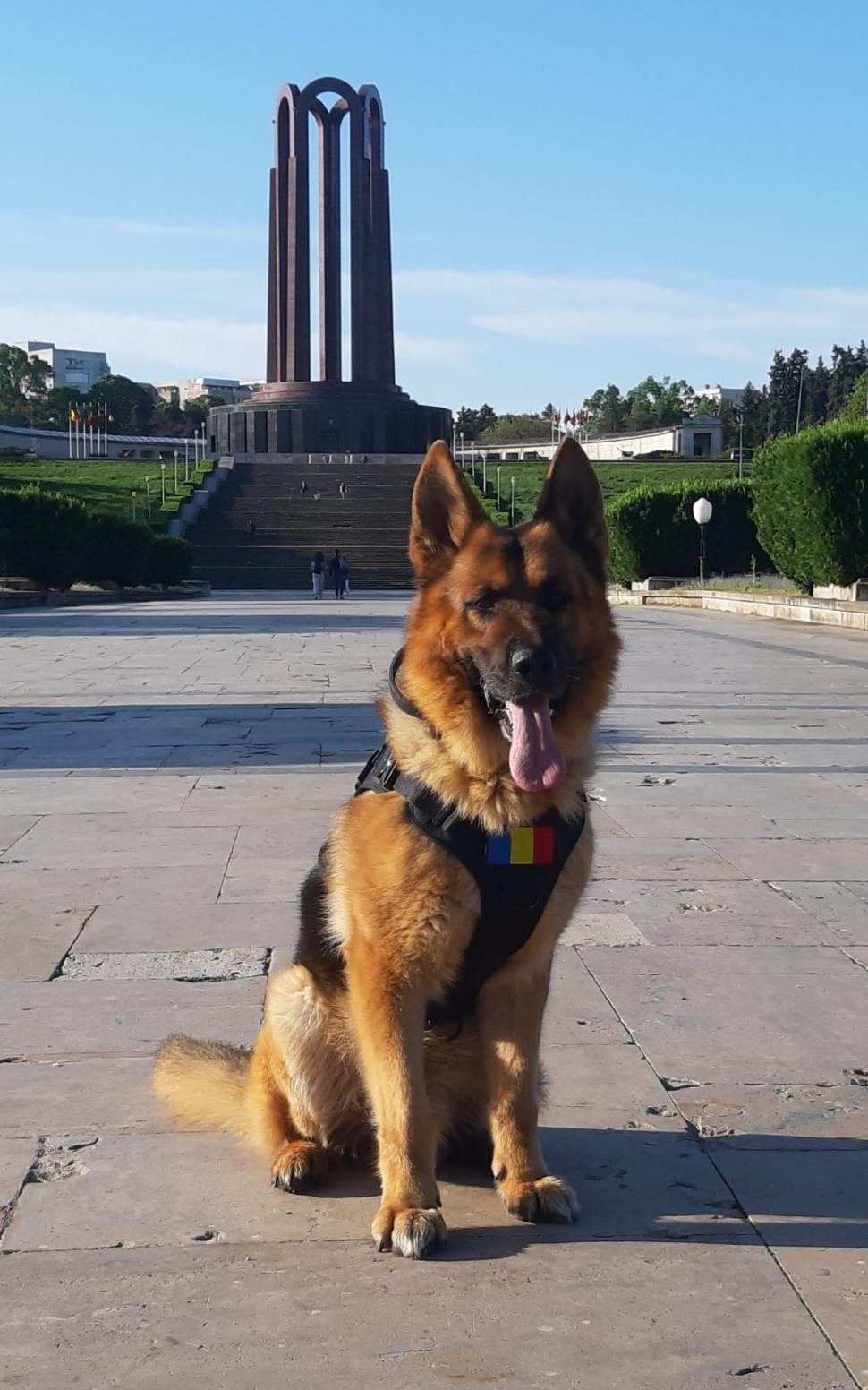 A murit Dino, ciobănescul german al MApN: "Vă mulțumim pentru că l-ați iubit" 770953