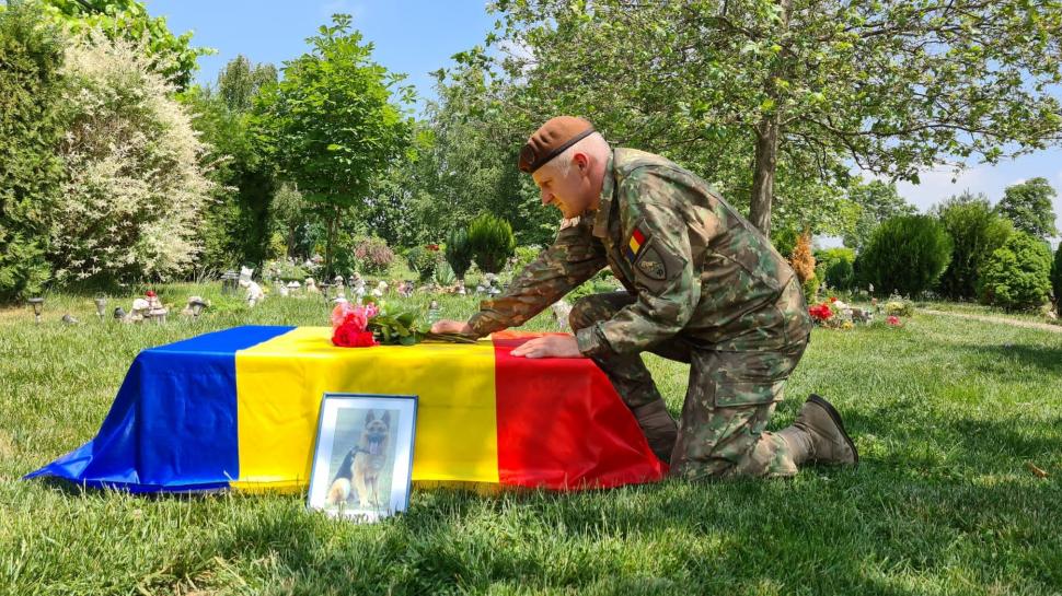 A murit Dino, ciobănescul german al MApN: "Vă mulțumim pentru că l-ați iubit" 770955