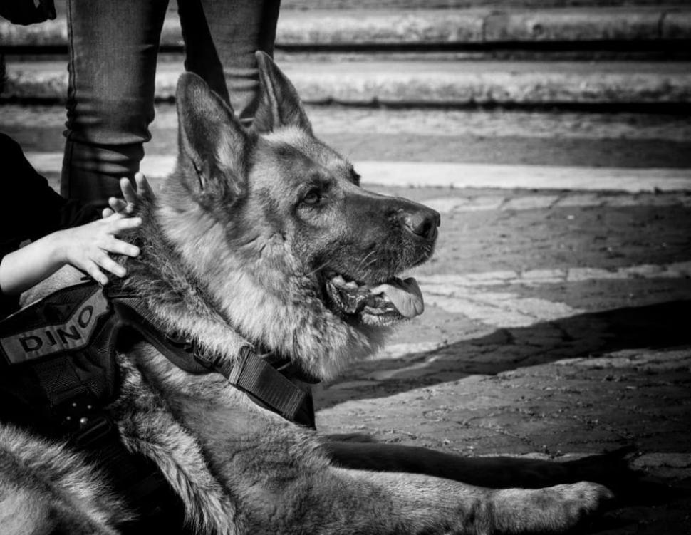 A murit Dino, ciobănescul german al MApN: "Vă mulțumim pentru că l-ați iubit" 770956