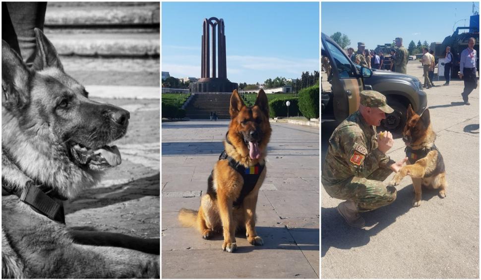 A murit Dino, ciobănescul german al MApN: "Vă mulțumim pentru că l-ați iubit" 770958