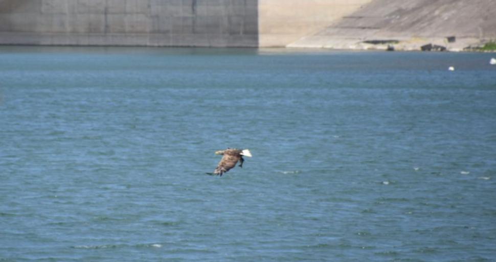 Una dintre cele mai rare păsări din România a fost fotografiată în zona unui lac 770998