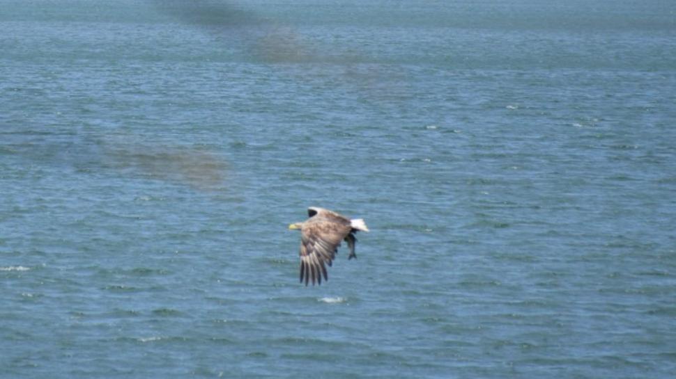 Una dintre cele mai rare păsări din România a fost fotografiată în zona unui lac 770999