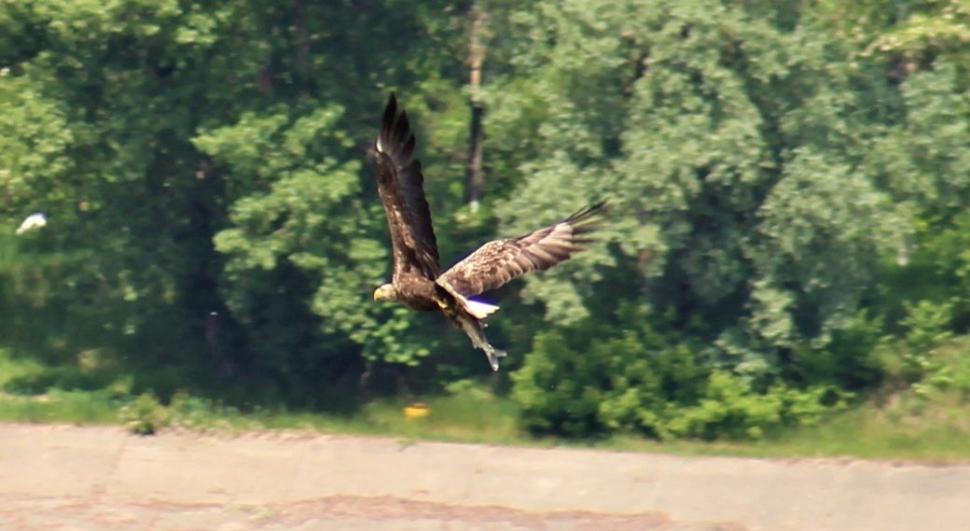 Una dintre cele mai rare păsări din România a fost fotografiată în zona unui lac 771001