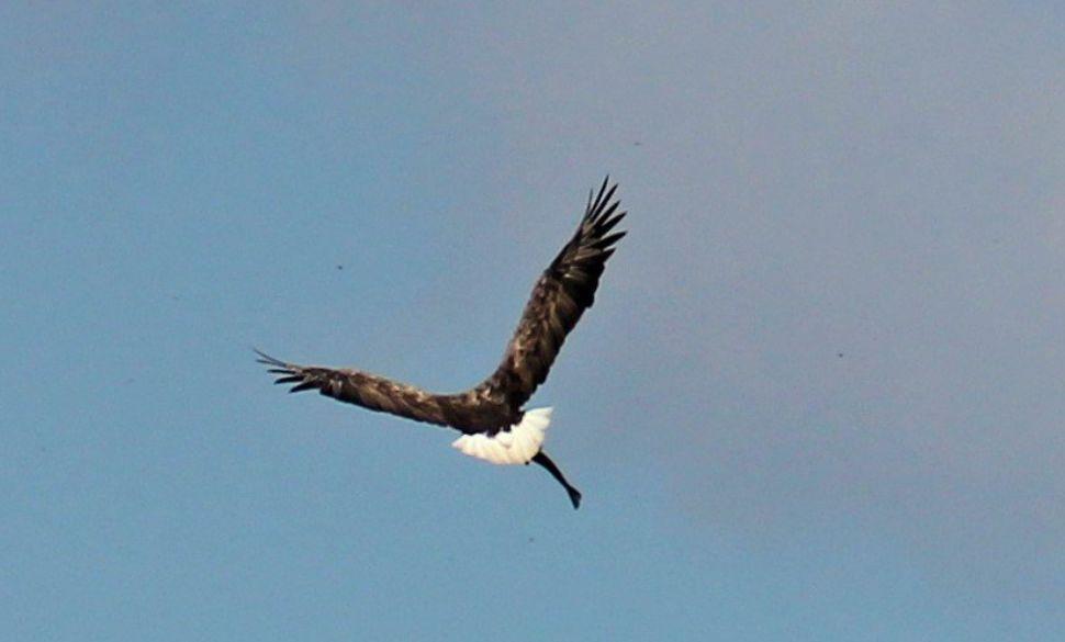Una dintre cele mai rare păsări din România a fost fotografiată în zona unui lac 771002