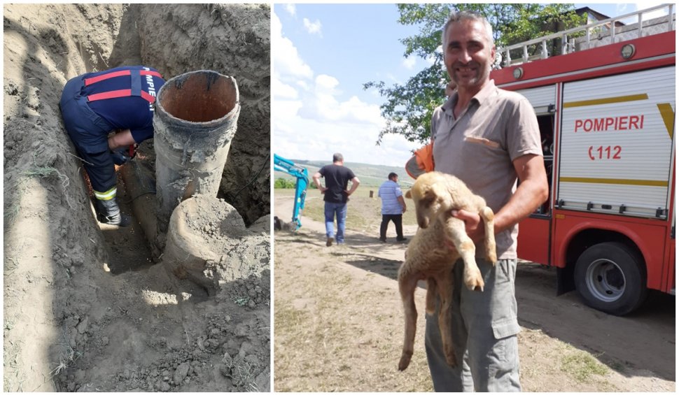 Un miel care a supraviețuit 36 de ore într-o conductă de gaz, salvat de pompieri, în Vaslui