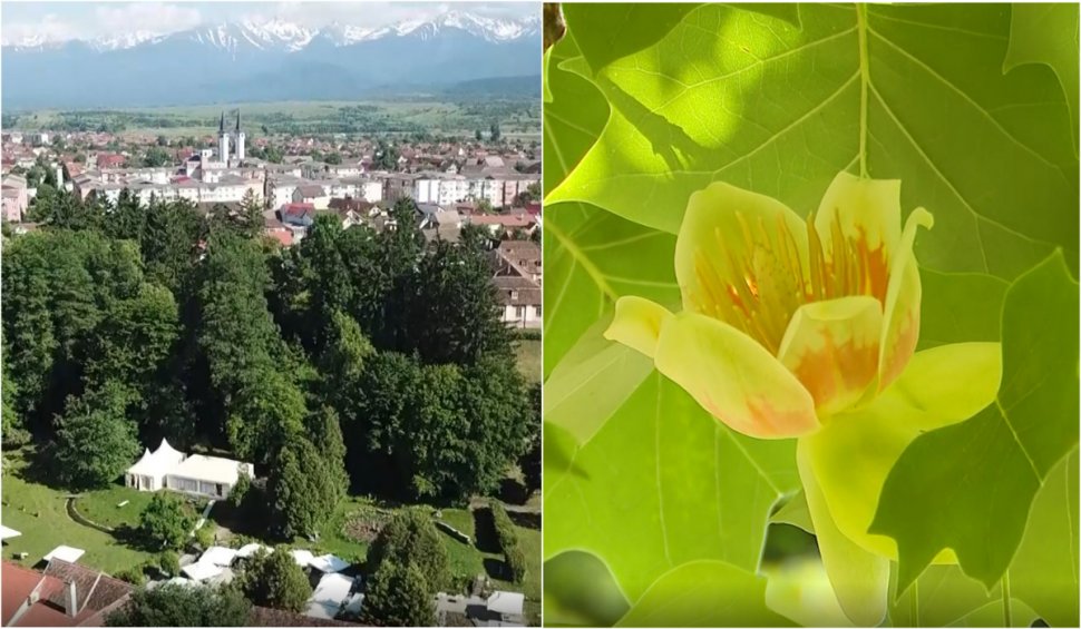Oraşul din România unde lalelele cresc în copaci înalţi de 40 de metri