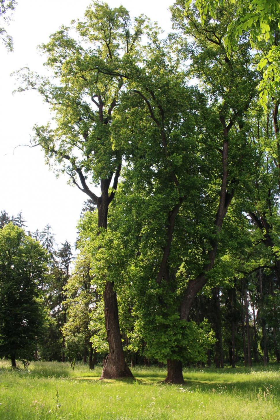 Oraşul din România unde lalelele cresc în copaci înalţi de 40 de metri 771477