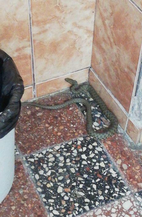 E plin de șerpi în grădina unui bloc din Bucureşti. Oamenii sunt îngroziţi 771635