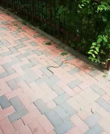 E plin de șerpi în grădina unui bloc din Bucureşti. Oamenii sunt îngroziţi 771636