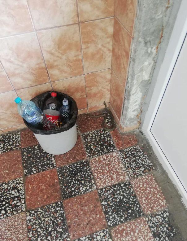 E plin de șerpi în grădina unui bloc din Bucureşti. Oamenii sunt îngroziţi 771637