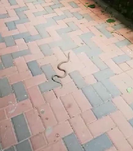 E plin de șerpi în grădina unui bloc din Bucureşti. Oamenii sunt îngroziţi 771638