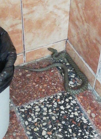 E plin de șerpi în grădina unui bloc din Bucureşti. Oamenii sunt îngroziţi 771639