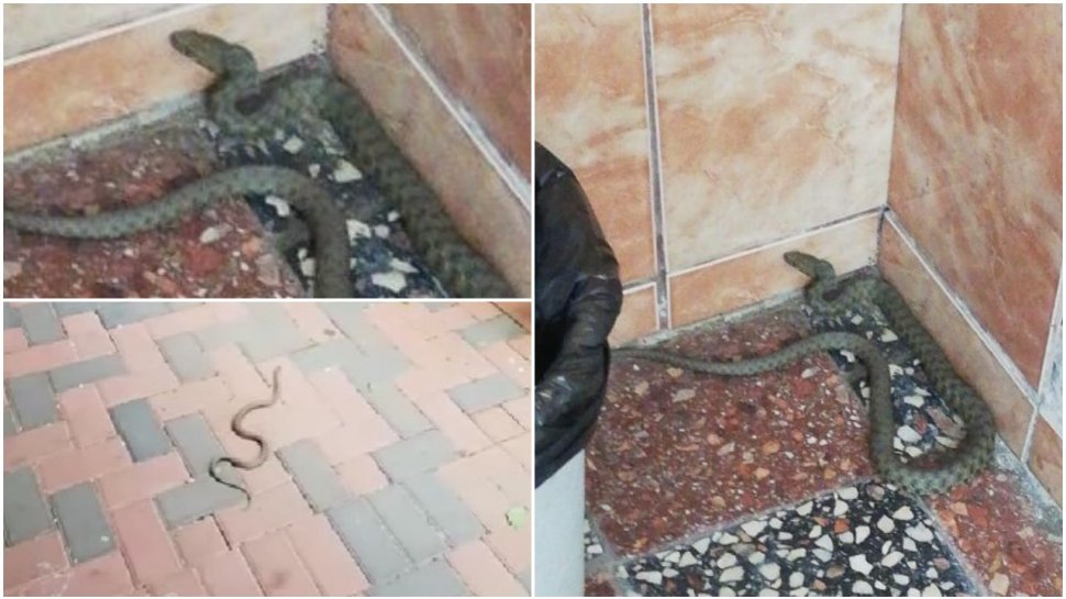 E plin de șerpi în grădina unui bloc din Bucureşti. Oamenii sunt îngroziţi
