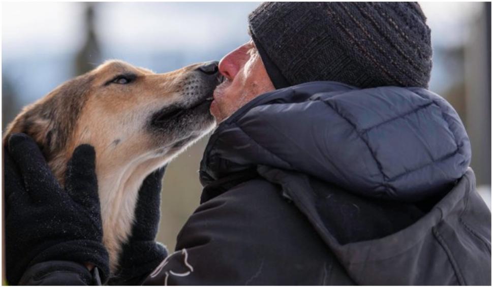 Un câine dispărut în timpul unei curse cu sănii din Alaska a fost găsit după trei luni