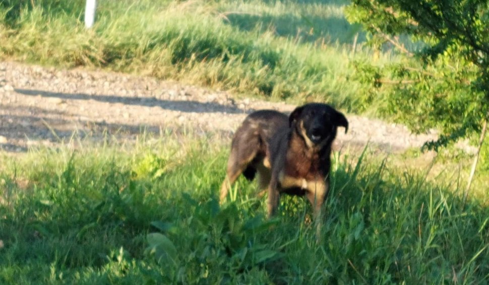 Ce amendă a primit un bărbat după ce şi-a abandonat câinele pe o stradă din Ilfov: "Nu trebuie să rămânem indiferenți!" 