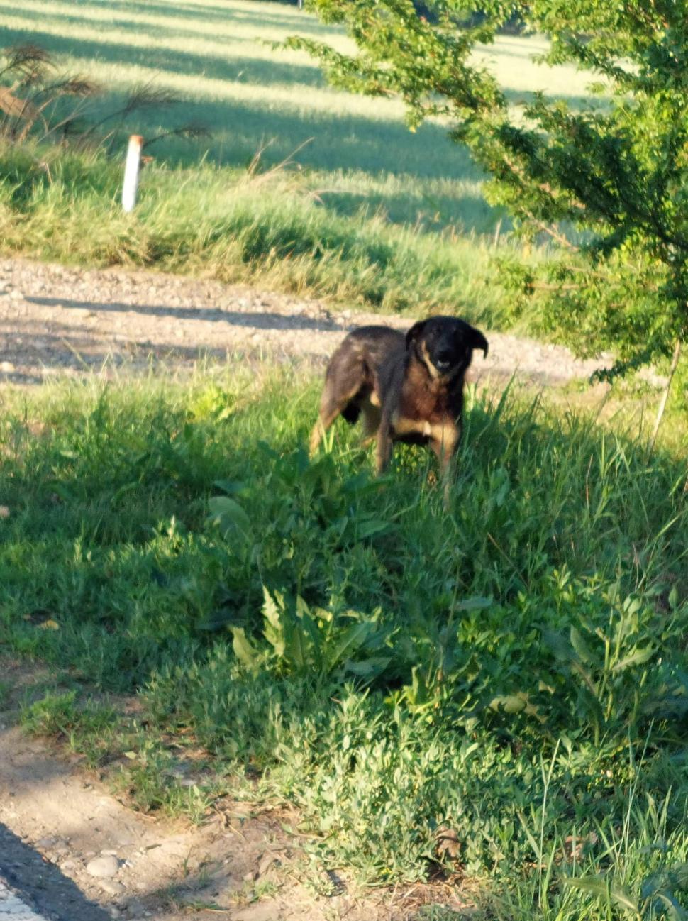 Ce amendă a primit un bărbat după ce şi-a abandonat câinele pe o stradă din Ilfov: "Nu trebuie să rămânem indiferenți!"  772227