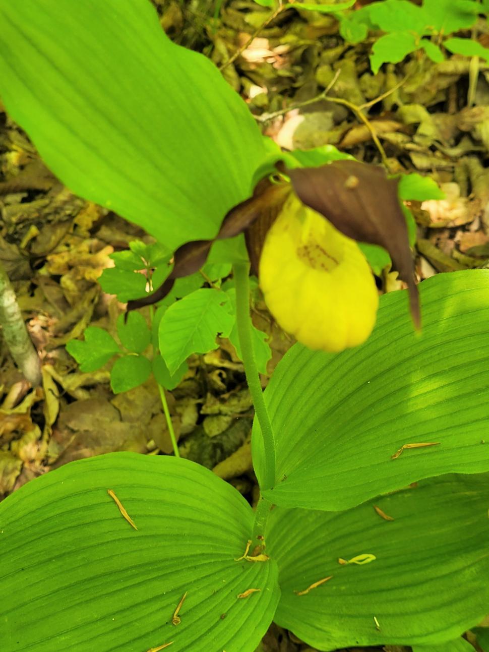 O orhidee sălbatică extrem de rară a înflorit într-o pădure din Botoșani | Cum arată planta protejată din 1938 772365