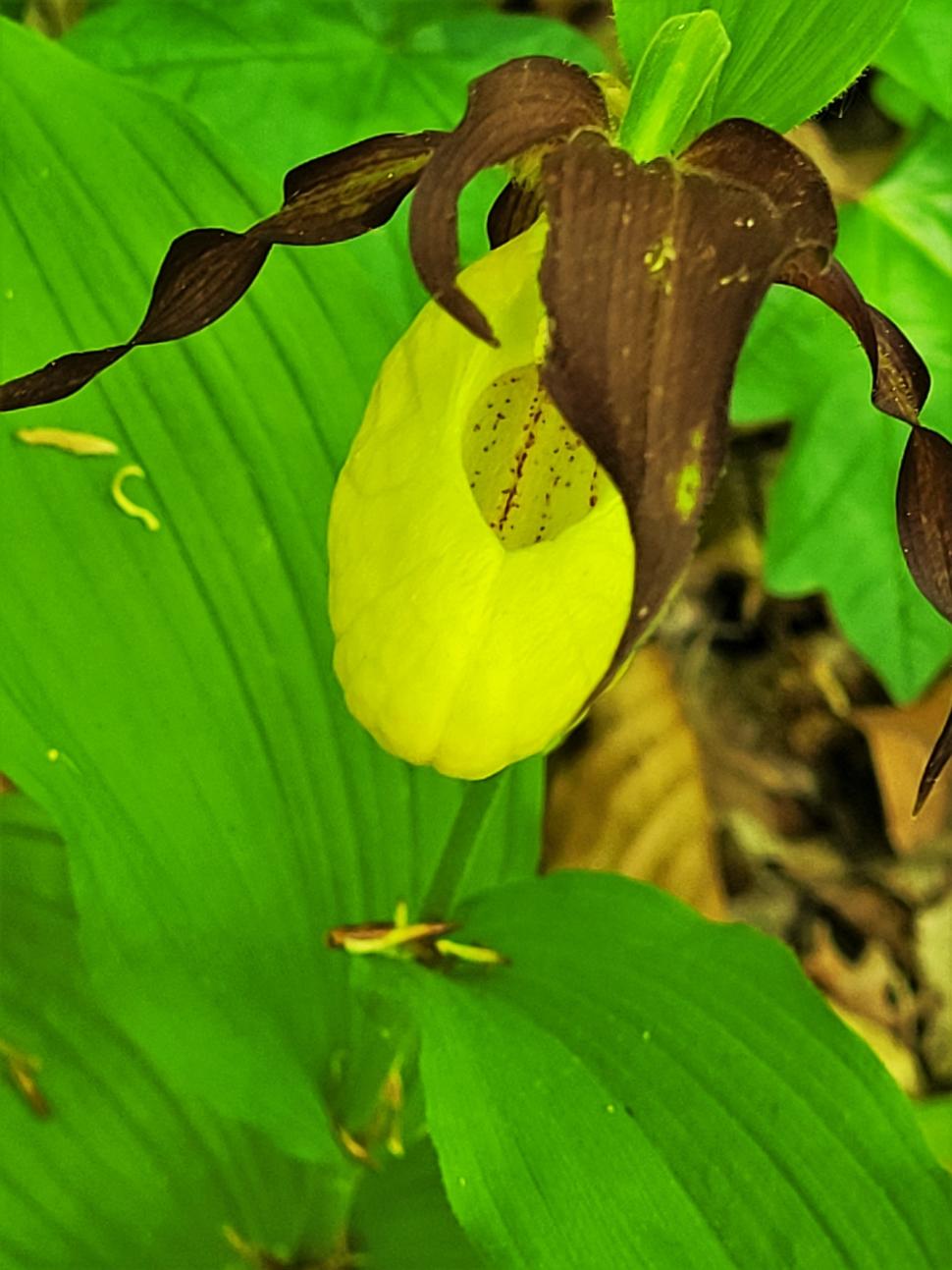 O orhidee sălbatică extrem de rară a înflorit într-o pădure din Botoșani | Cum arată planta protejată din 1938 772366