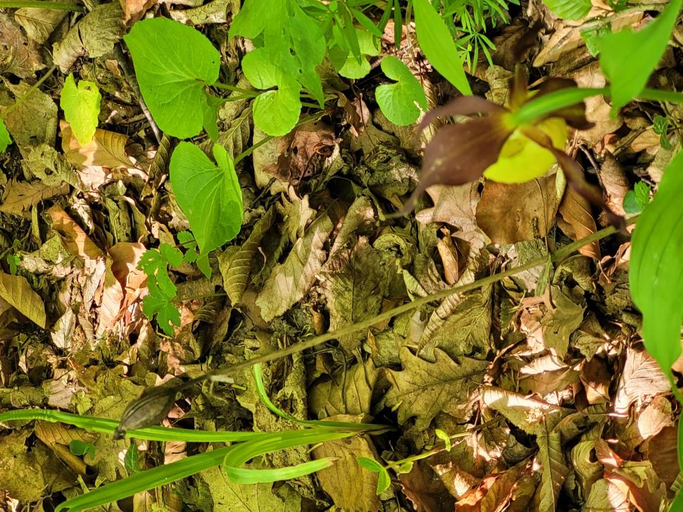 O orhidee sălbatică extrem de rară a înflorit într-o pădure din Botoșani | Cum arată planta protejată din 1938 772367