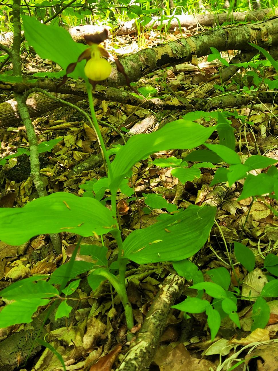 O orhidee sălbatică extrem de rară a înflorit într-o pădure din Botoșani | Cum arată planta protejată din 1938 772368