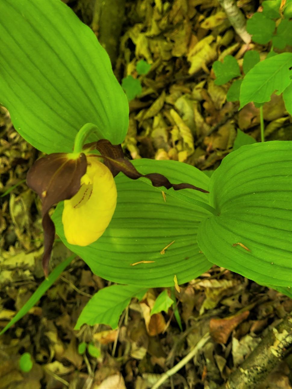 O orhidee sălbatică extrem de rară a înflorit într-o pădure din Botoșani | Cum arată planta protejată din 1938 772369