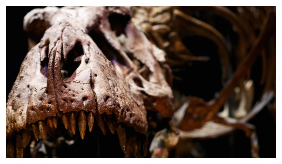 Cel mai mare dinozaur prădător din Europa a fost găsit în Marea Britanie