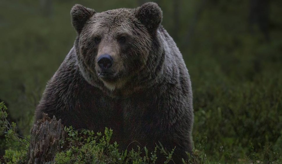 O femeie a fost atacată de un urs în localitatea Petrila, județul Hunedoara. A fost emis mesaj RO-ALERT