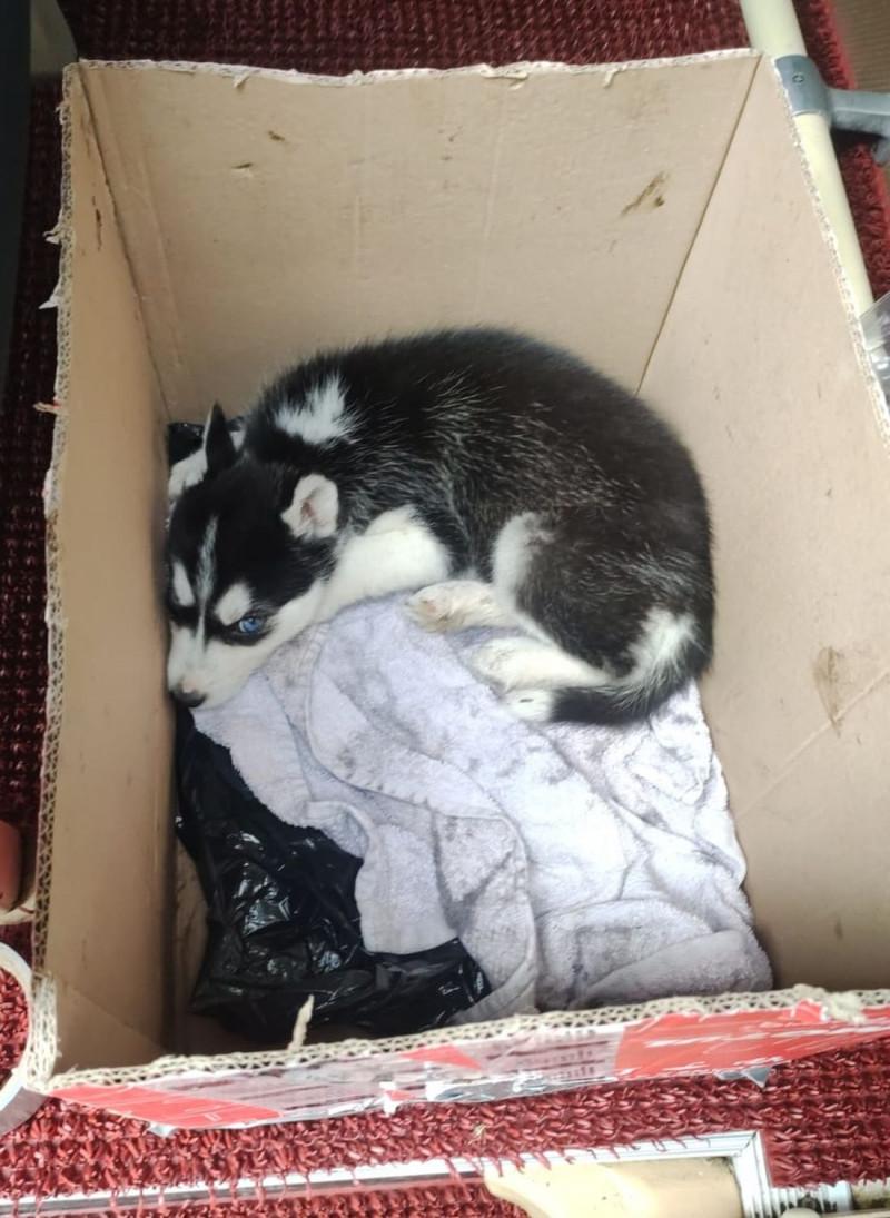 Român care mergea în Belgia a rămas fără bagaje și cățel. Poliția i-a găsit 100 kg de fripturi și un pui de Husky 772495