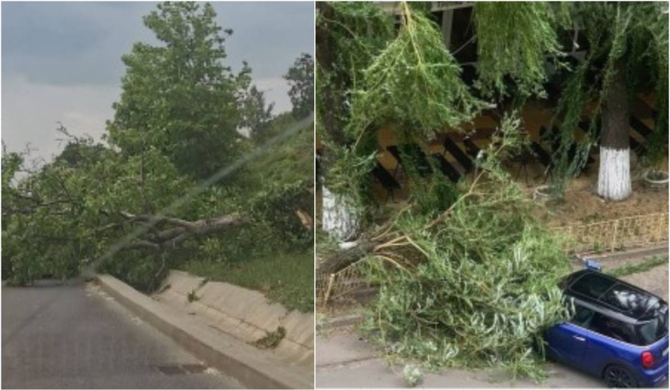 Copaci căzuți și mașini avariate în Oradea, în urma furtunilor puternice