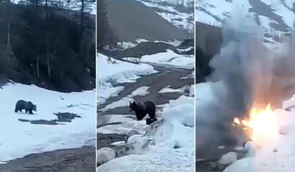 Un urs care căuta hrană a fost aruncat în aer cu explozibil de mineri sadici, în Rusia | Ce riscă făptașii 772799