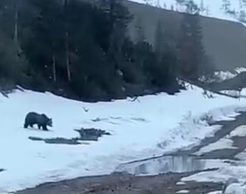 Un urs care căuta hrană a fost aruncat în aer cu explozibil de mineri sadici, în Rusia | Ce riscă făptașii 772800