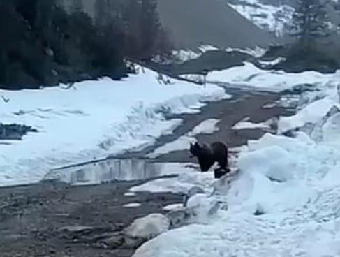 Un urs care căuta hrană a fost aruncat în aer cu explozibil de mineri sadici, în Rusia | Ce riscă făptașii 772801