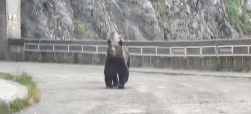 Surpriză pentru un şofer pe Transfăgărăşan: S-a trezit cu doi urşi alergând spre el 773053