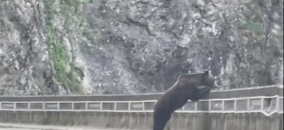 Surpriză pentru un şofer pe Transfăgărăşan: S-a trezit cu doi urşi alergând spre el 773054