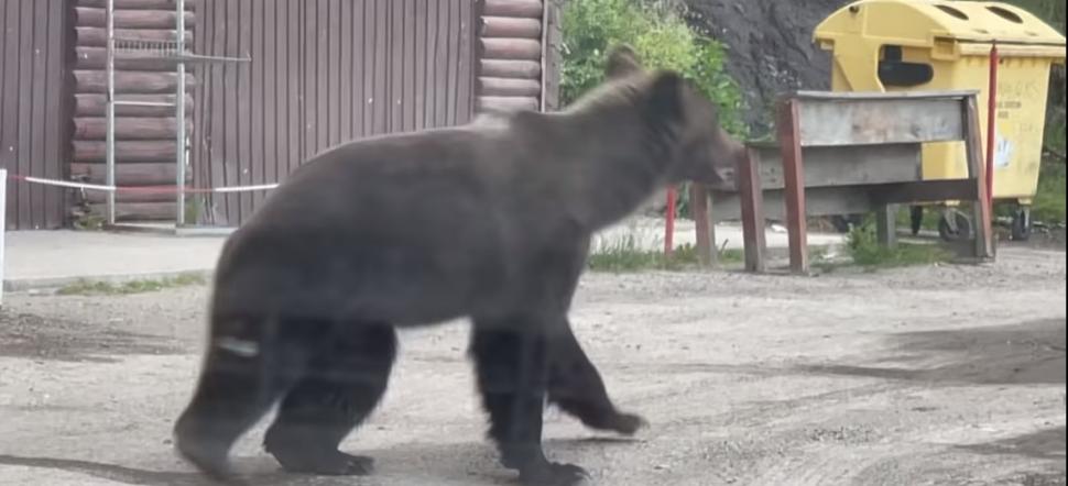 Surpriză pentru un şofer pe Transfăgărăşan: S-a trezit cu doi urşi alergând spre el 773055