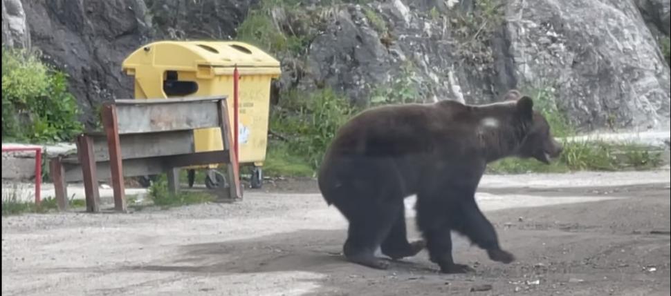 Surpriză pentru un şofer pe Transfăgărăşan: S-a trezit cu doi urşi alergând spre el 773056
