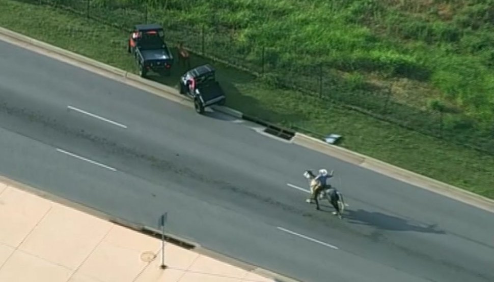 O vacă scăpată pe autostradă, printre mașini, a fost prinsă după o cursă dramatică de doi bărbați călare, cu lasoul. S-a întâmplat în SUA