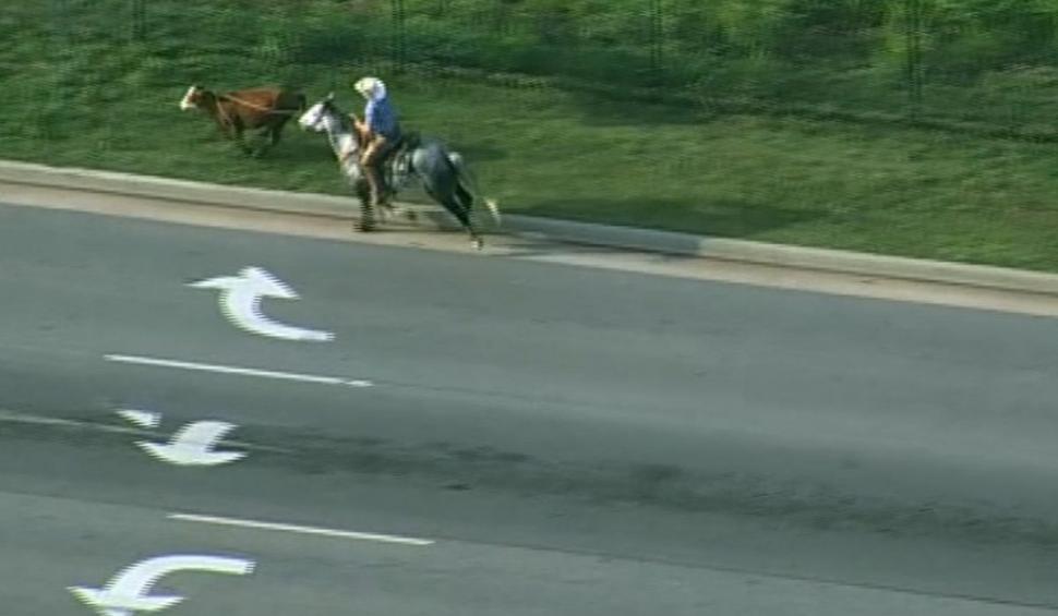 O vacă scăpată pe autostradă, printre mașini, a fost prinsă după o cursă dramatică de doi bărbați călare, cu lasoul. S-a întâmplat în SUA 773155