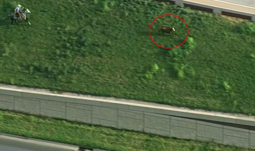 O vacă scăpată pe autostradă, printre mașini, a fost prinsă după o cursă dramatică de doi bărbați călare, cu lasoul. S-a întâmplat în SUA 773156