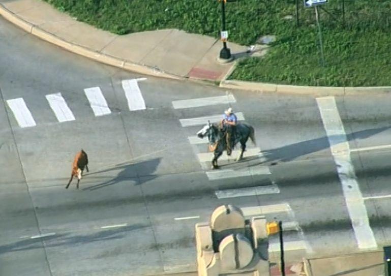 O vacă scăpată pe autostradă, printre mașini, a fost prinsă după o cursă dramatică de doi bărbați călare, cu lasoul. S-a întâmplat în SUA 773157