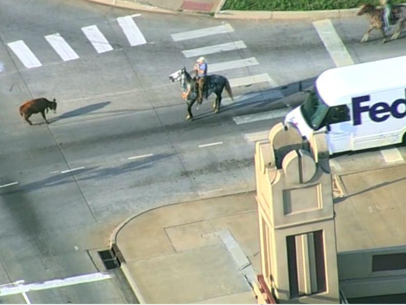 O vacă scăpată pe autostradă, printre mașini, a fost prinsă după o cursă dramatică de doi bărbați călare, cu lasoul. S-a întâmplat în SUA 773158