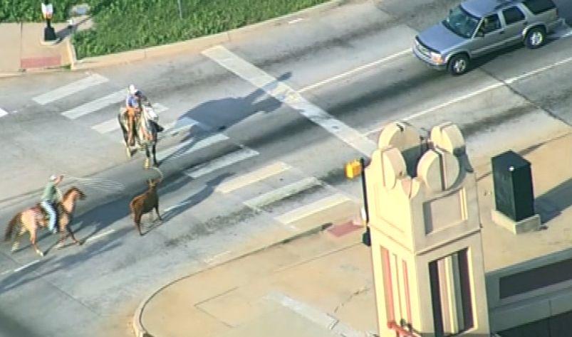 O vacă scăpată pe autostradă, printre mașini, a fost prinsă după o cursă dramatică de doi bărbați călare, cu lasoul. S-a întâmplat în SUA 773159