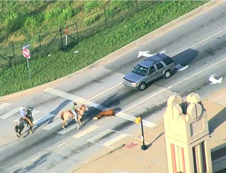 O vacă scăpată pe autostradă, printre mașini, a fost prinsă după o cursă dramatică de doi bărbați călare, cu lasoul. S-a întâmplat în SUA 773160