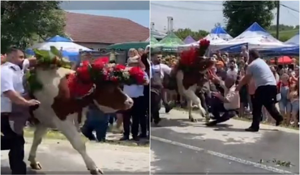 Panică la un festival din Cluj, după ce un bou a atacat un bărbat